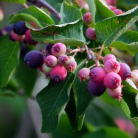 Ирга. :: nadyasilyuk Вознюк