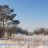 Про зиму. :: nadyasilyuk Вознюк