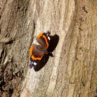 Бабочка в январе :: Виктор 