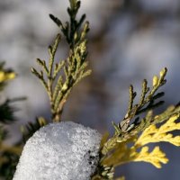 Зимнее макро :: Мариша 