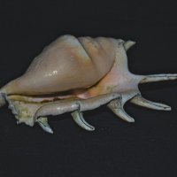 Ракушка :: Giant Tao /