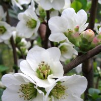 Яблонька цветет :: Валерий 