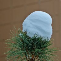 Тяжела ты, шапка... :: Светлана 