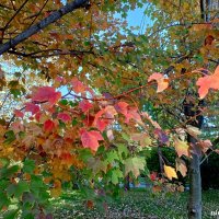 Адлер. Сочи Парк... :: Нина Бутко Адлер. Сочи Парк... :: Нина Бутко