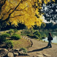 Зима в Токио :: Civetta ***