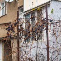 новогодний изюм :: Дмитрий Лупандин