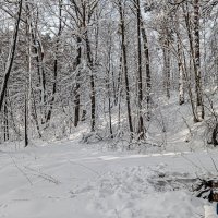 Зимний лес :: Юлия Денискина