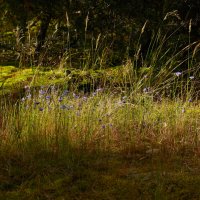Мхи и травы. :: Константин 