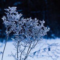 сухостой в в пуховой шале :: Артём 