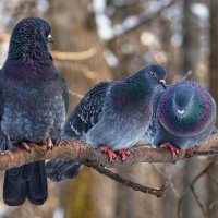 «Сообразим на троих» :: александр 