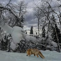 В зимней тайге. :: Aleksey Afonin