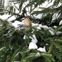 Воробей, который похож на елочную игрушку. :: Любимова Ольга 