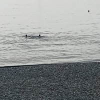 Ноябрьские купания :: Виктор 