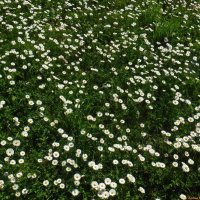 Маргаритковое поле :: Елена Сухорученкова