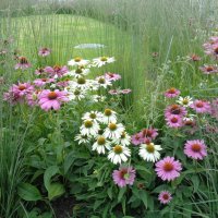 цветы :: Наталья цветы :: Наталья