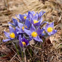 * :: Владимир Иванович * :: Владимир Иванович