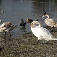 ...вместе весело шагать... :: Галина ...вместе весело шагать... :: Галина