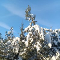 Зима :: Леонид Иванчук Зима :: Леонид Иванчук