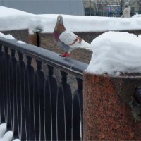 десерт "Птичье молоко" :: sv.kaschuk 