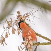 Снегирюша полдничает :: Дарья Меркулова Снегирюша полдничает :: Дарья Меркулова