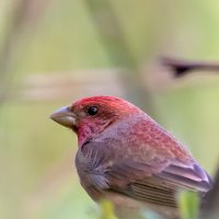 Чечевица :: Владимир Лазарев