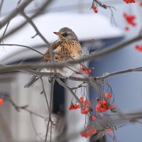 Есть, что поклевать :: Валерий Иванович Есть, что поклевать :: Валерий Иванович