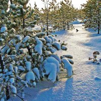 Январь...Морозное утро на лесной полянке! :: Владимир
