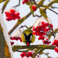 ** :: Виталий Емельянов