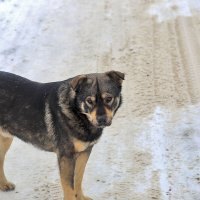 Его зовут Балбес :: Юрий Гайворонскiий