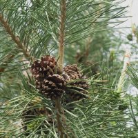 май :: Елена Шаламова