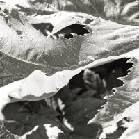 Фотография :: Денис Безногов