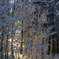 Хрустальный лес :: Ольга Хрустальный лес :: Ольга