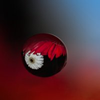 Отражение в капле :: Игорь Шевченко Отражение в капле :: Игорь Шевченко