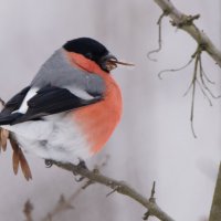 ** :: Владимир Безбородов