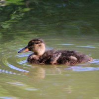 *** :: Александр. AVG100 --- *** :: Александр. AVG100 ---