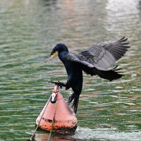 Баклан эквилибрист :: Светлана 