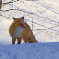 рыжуха хитрит... :: Andrey Bragin рыжуха хитрит... :: Andrey Bragin