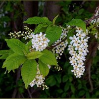 Веточка черёмухи душистой ... :: Валентина Надсон