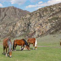 В горах :: елена беликова