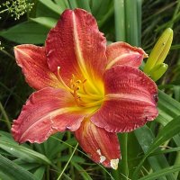 Лилейник :: Freddy 97