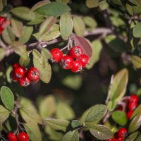 Зима :: Светлана Тихонина