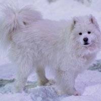 самоед "Амор" :: Артём 