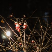 ягодки в ночи :: Артём ягодки в ночи :: Артём