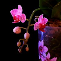 архидея :: Игорь Kуленко архидея :: Игорь Kуленко