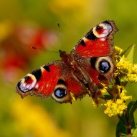 опять про бабочек...349 :: Александр Прокудин