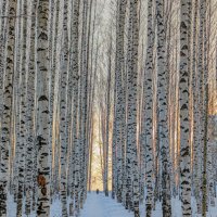 Морозный день в березовой роще :: Анастасия Логинова Морозный день в березовой роще :: Анастасия Логинова