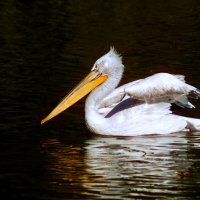 Плывущий :: Юрий. Шмаков