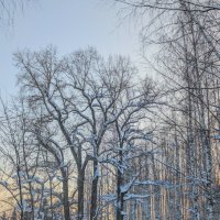 Морозный день в березовой роще :: Анастасия Логинова Морозный день в березовой роще :: Анастасия Логинова