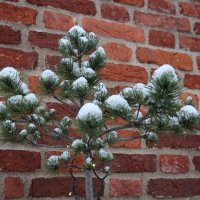 Помпошки :: Наталья Герасимова