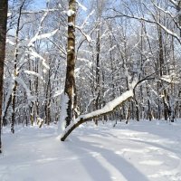 Зимний парк. :: Милешкин Владимир Алексеевич Зимний парк. :: Милешкин Владимир Алексеевич